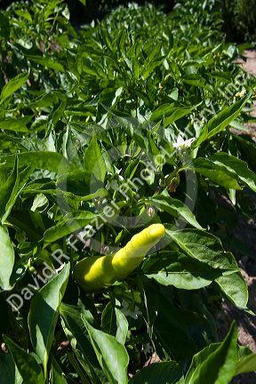 Anaheim peppers grow on the plant in a community church garden located in Garden City, Idaho, USA.