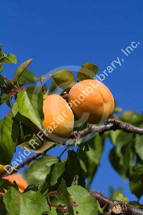 Ripe apricots grow on the tree in Oregon, USA.