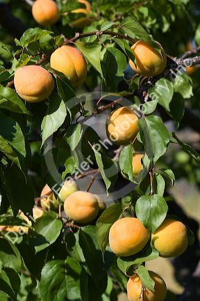 Ripe apricots grow on the tree in Oregon, USA.