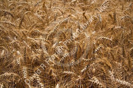 Crop of ripe wheat in the Willamette Valley of Oregon, USA.