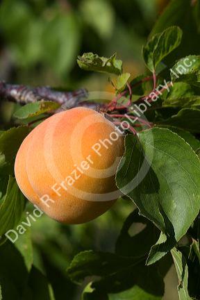 Ripe apricots grow on the tree in Oregon, USA.