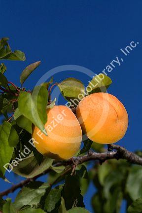 Ripe apricots grow on the tree in Oregon, USA.