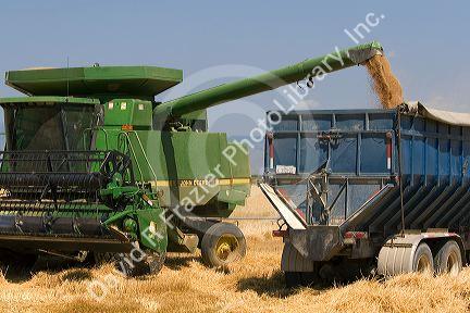 Wheat harvest in Canyon County, Idaho, USA.