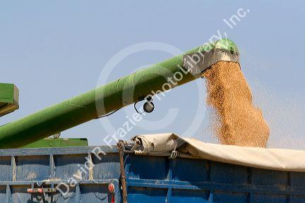 Wheat harvest in Canyon County, Idaho, USA.