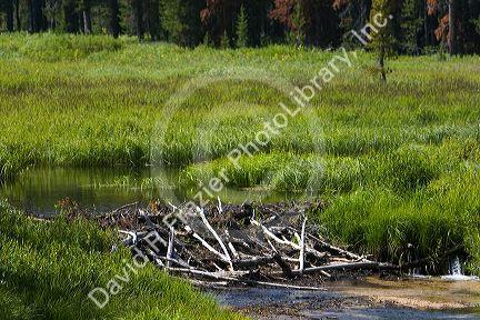 Beaver Dam built in a stream in the Boise National Forest, Idaho, USA.
