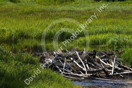Beaver Dam built in a stream in the Boise National Forest, Idaho, USA.