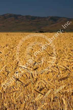 Ripe wheat fields in Camas County, Idaho, USA.