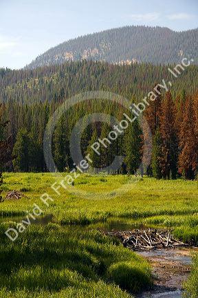 Beaver Dam built in a stream in the Boise National Forest, Idaho, USA.