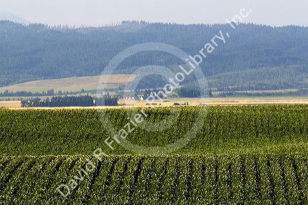 Potato crop near Ashton, Idaho.