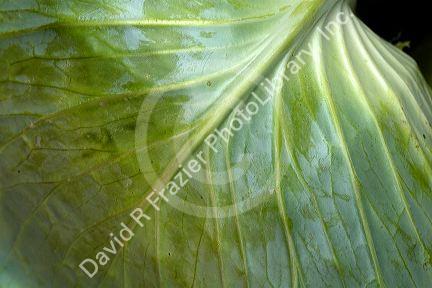 The leaf of a cabbage.