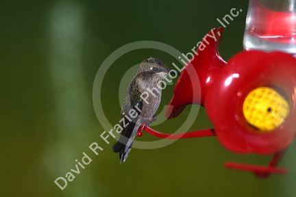 Caliope Hummingbird drinking from a feeder in Boise, Idaho, USA.