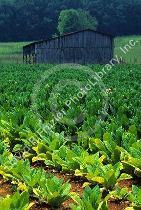 Tobacco farm in Tennessee, USA.