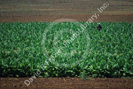 Tobacco crop in Georgia, USA.