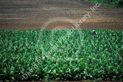 Tobacco crop in Georgia, USA.