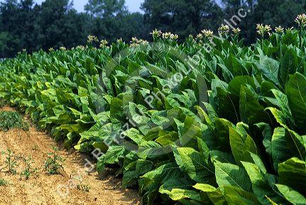 Tobacco farm in Tennessee, USA.