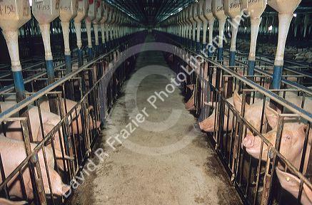 Pigs held in close confinement pens at a hog farm.  Also known as a pig factory.