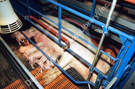 Piglets and their mother in a farrowing pen at a hog farm.