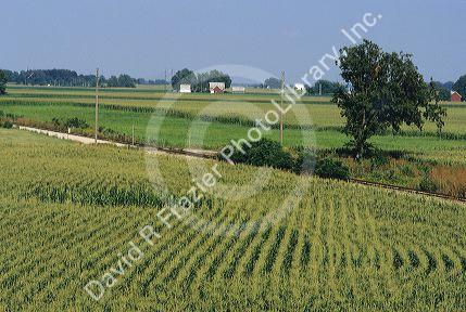 A cornfield in Indiana.