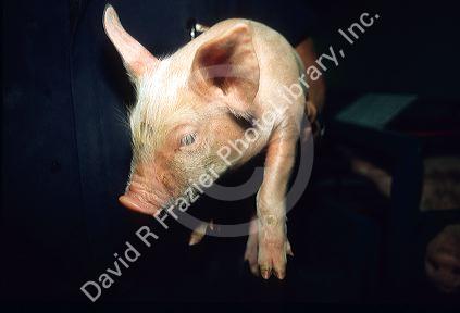 A piglet at a hog farm.