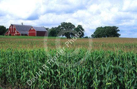 A red barn with corn field in the foreground, Watonwan County, Madelia, Minnesota.