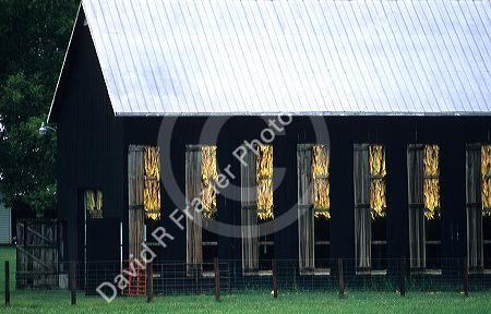 Tobacco drying in a barn near Frankfort, Kentucky.