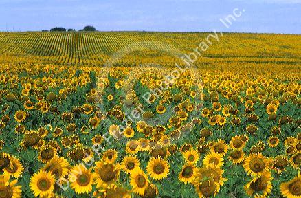 Sunflower field in eastern Colorado.