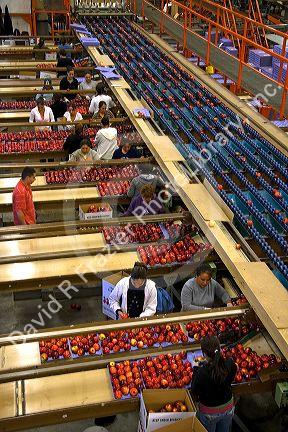 Workers sort and grade apples at the Symms Fruit Ranch packing facility on Sunnyslope Road in Caldwell, Idaho.