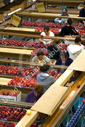 Workers sort and grade apples at the Symms Fruit Ranch packing facility on Sunnyslope Road in Caldwell, Idaho.