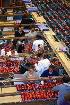 Workers sort and grade apples at the Symms Fruit Ranch packing facility on Sunnyslope Road in Caldwell, Idaho.