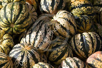Sweet dumpling squash at a farmers market in Fruitland, Idaho.