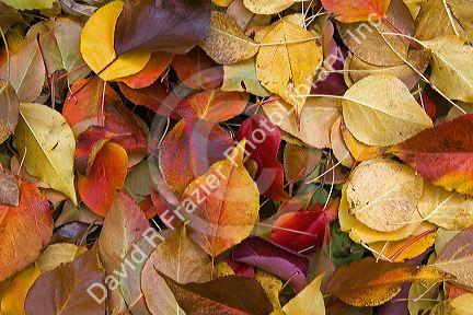 Colorful autumn leaves in Idaho.