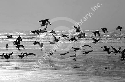 Gulls line the shore of the Pacific Ocean along the Washington coast.