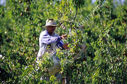 Man harvesting pears in Curico, Chile.