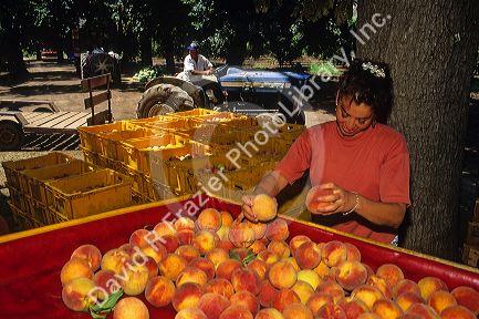Peach harvest east of Valparaiso, Chile.