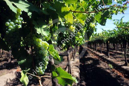 Grape vineyard in the Central Valley near Curico, Chile.