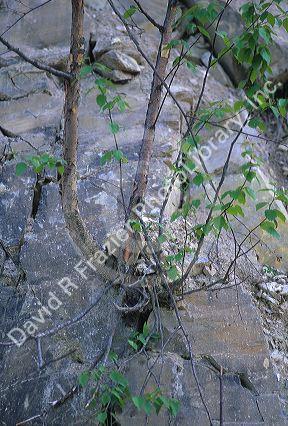 A tree grows out of a rock.