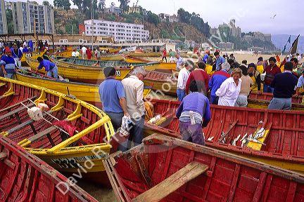 Fishermen sell fresh caught fish out of boats on the beach at Valparaiso, Chile.