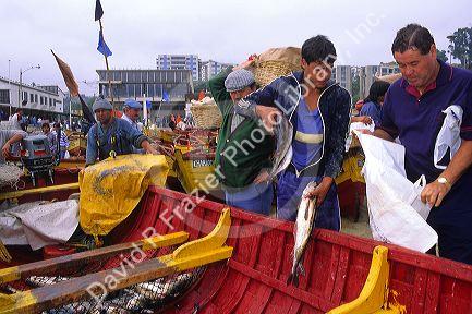 Fishermen sell fresh caught fish out of boats on the beach at Valparaiso, Chile.