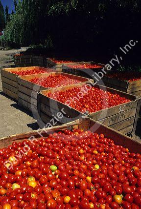 Tomato harvest in the Central Valley of Chile.