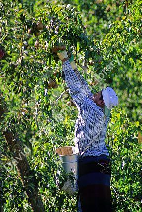 Man harvesting pears in Curico, Chile.