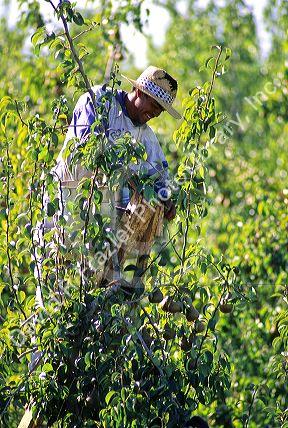 Man harvesting pears in Curico, Chile.