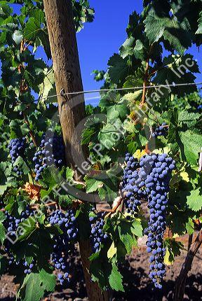 Grape vineyard in the Central Valley near Curico, Chile.