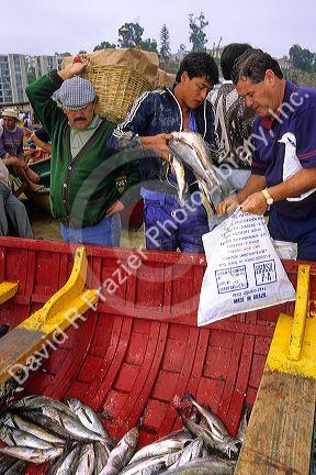 Fishermen sell fresh caught fish out of boats on the beach at Valparaiso, Chile.