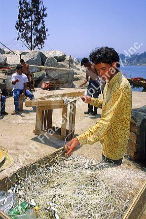 Chilean teen untangles fishing net at Valparaiso, Chile.