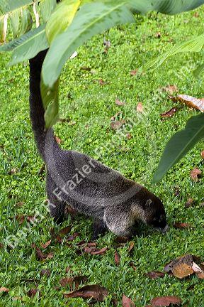 White-nosed Coati digging for worms in the Arenal Volcano National Park near La Fortuna, San Carlos, Costa Rica.