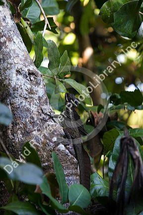 Small iguana in the Manuel Antonio National Park in Puntarenas province, Costa Rica.