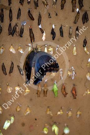 Butterfly chrysalis at the butterfly gardens in the Selvatura Adventure Park located in the Cloud Forest of Monteverde, Costa Rica.