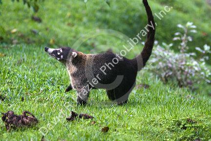White-nosed Coati in the Arenal Volcano National Park near La Fortuna, San Carlos, Costa Rica.