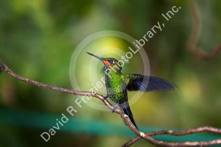 Immature Green-crowned Brilliant hummingbird at the Selvatura Adventure Park located in the Cloud Forest of Monteverde, Costa Rica.