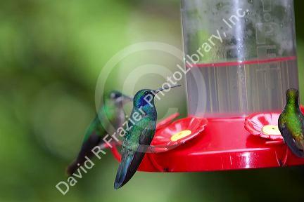 Green Violetear hummingbird at the Selvatura Adventure Park located in the Cloud Forest of Monteverde, Costa Rica.